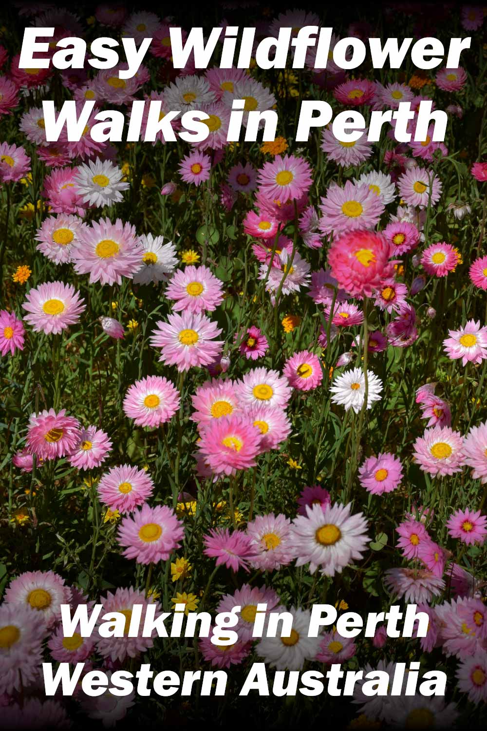 The Top Easy Wildflower Walks in Perth, Western Australia