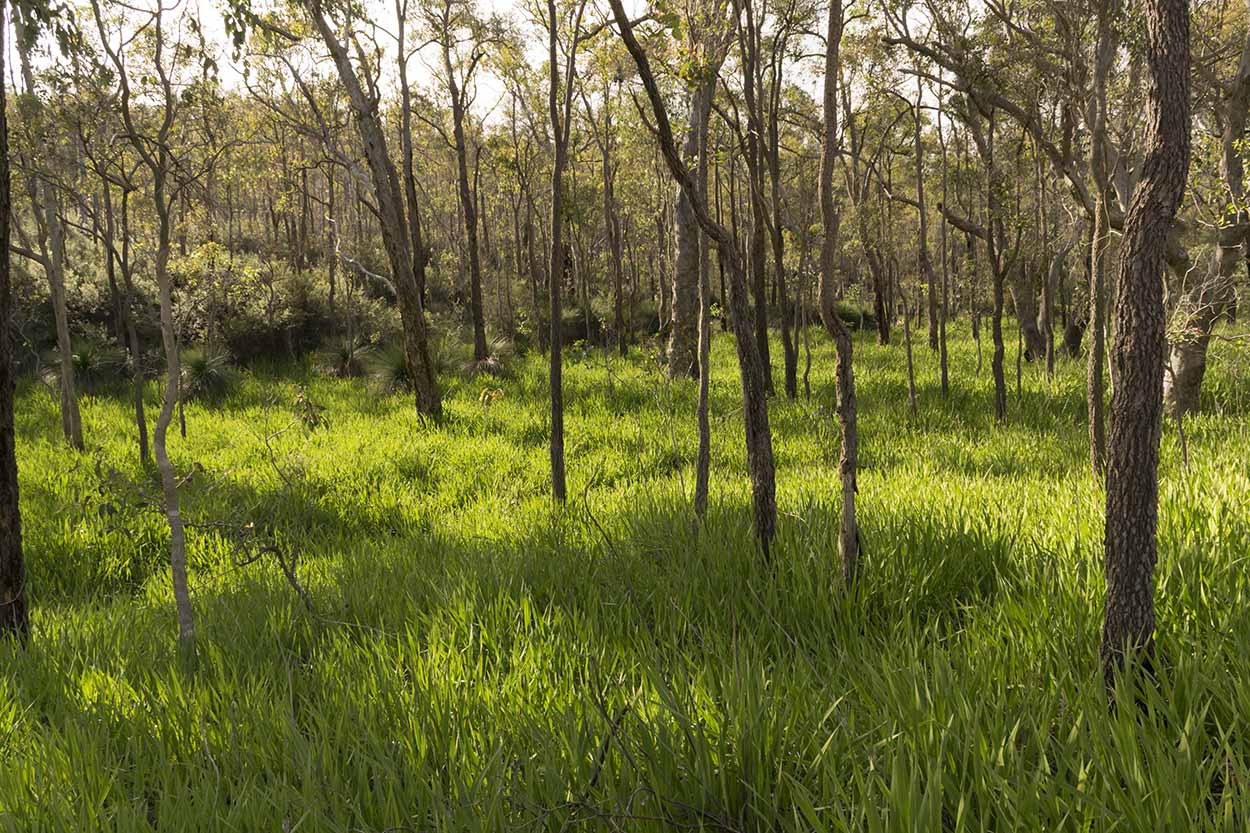 Busland on the Helena Pipehead Walk, Beelu National Park, Perth, Western Australia
