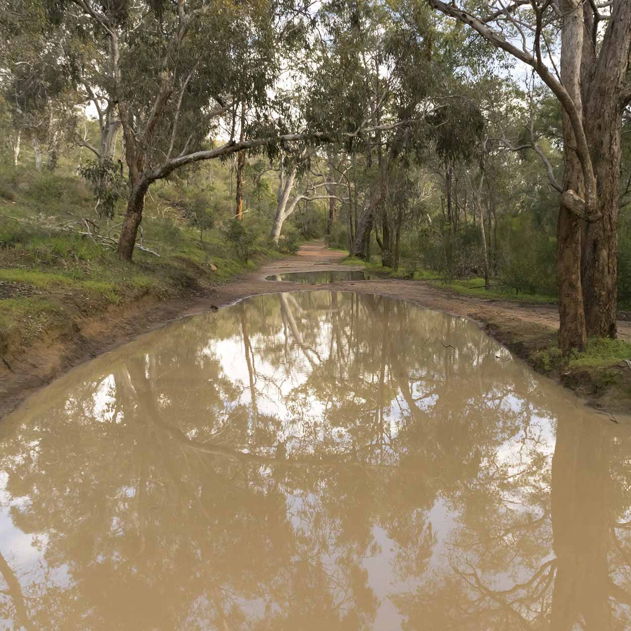 Large puddle on the Helena Pipehead Walk, Beelu National Park, Perth, Western Australia