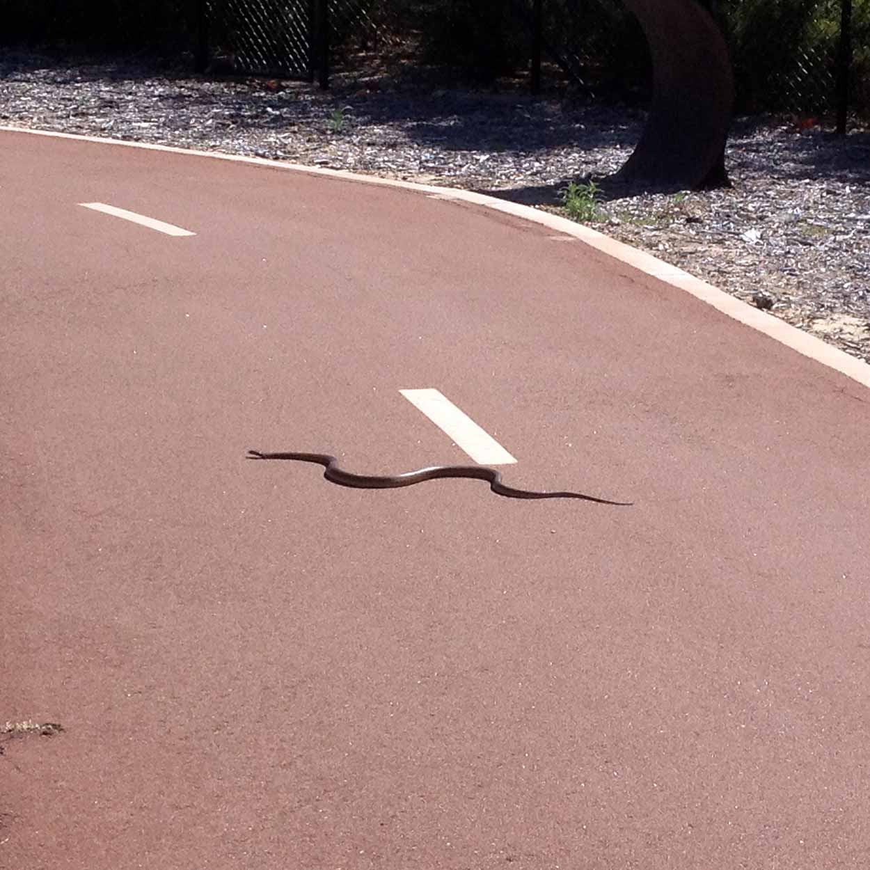Snake on a path between the Marr Mooditj Foundation and the Canning River, Perth, Western Australia