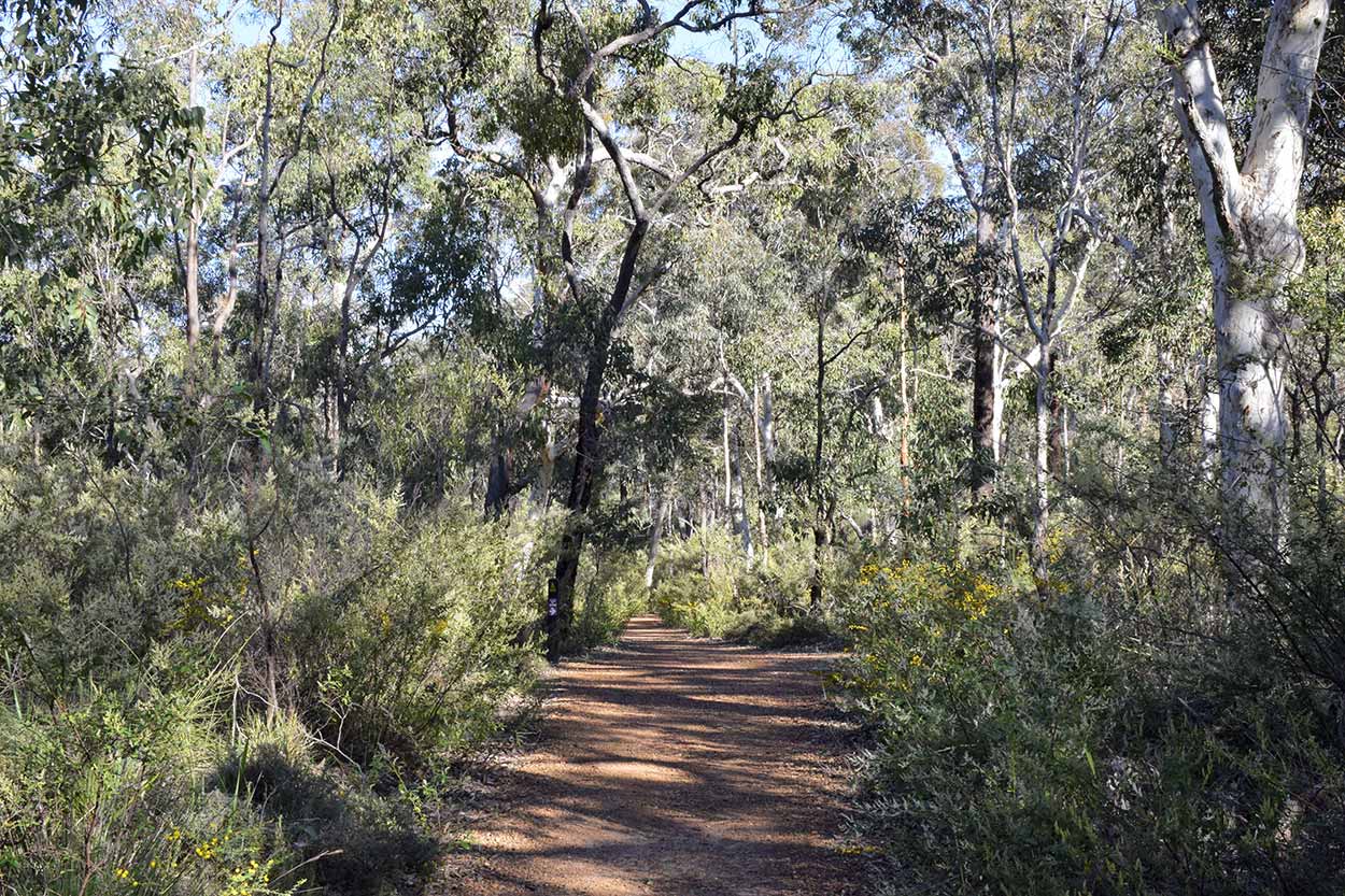 Amongst the tall trees of the Eagle View Walk Trail near Jane Brook, Eagle View Walk Trail, John Forrest National Park, Perth, Western Australia