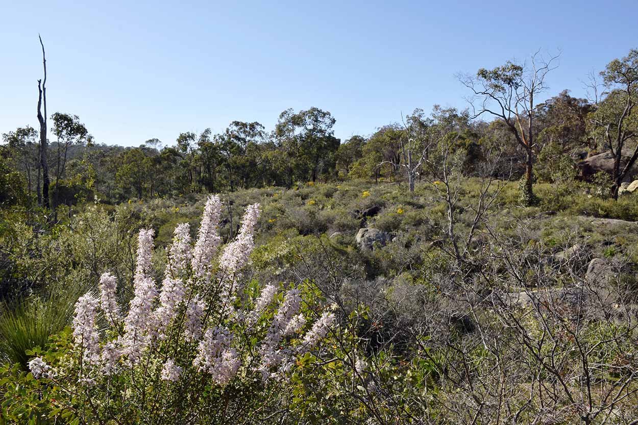 Wildflowers and bushland, Eagle View Walk Trail, John Forrest National Park, Perth, Western Australia