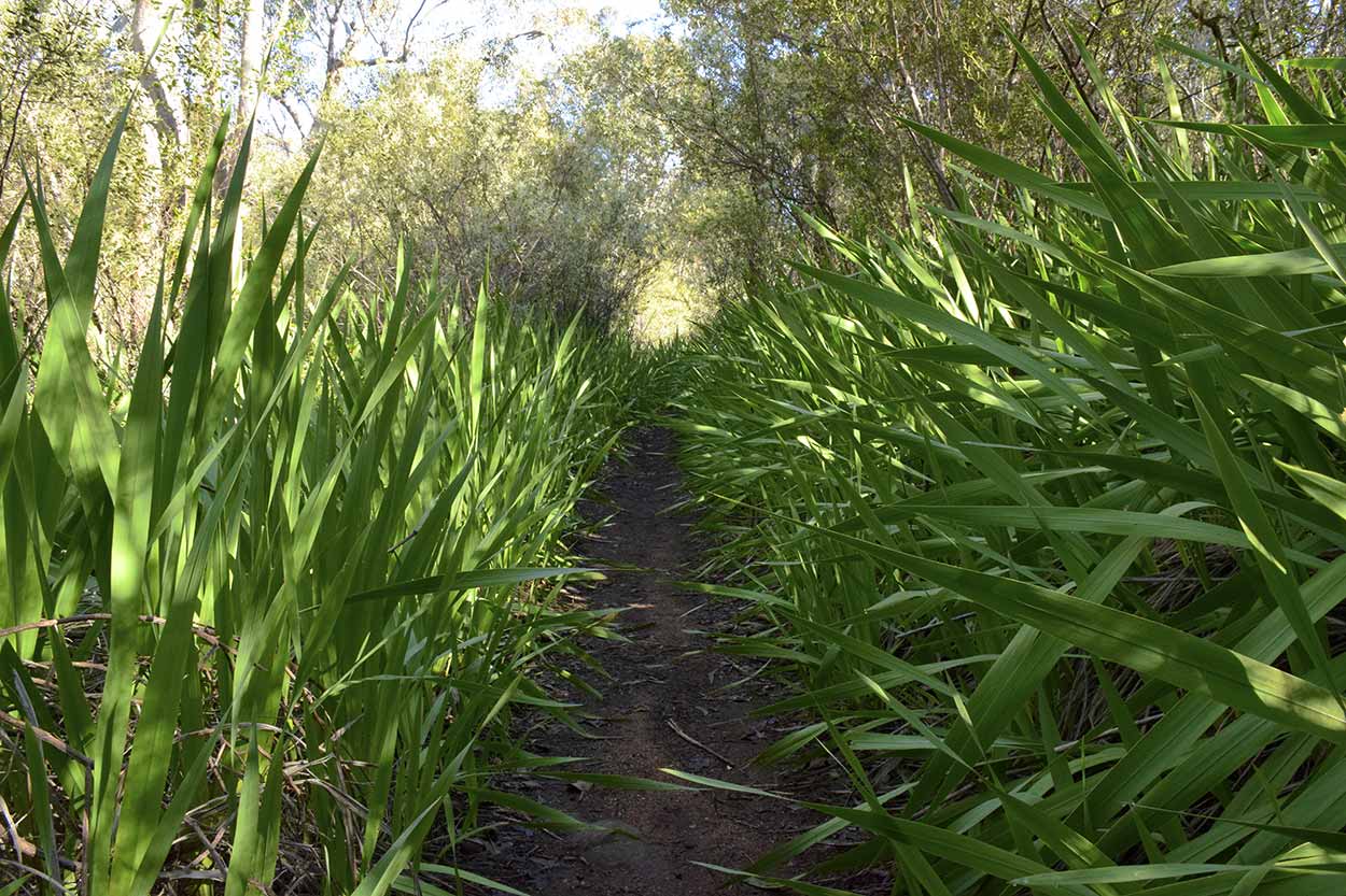 Very green vegetation on the trail, Eagle View Walk Trail, John Forrest National Park, Perth, Western Australia