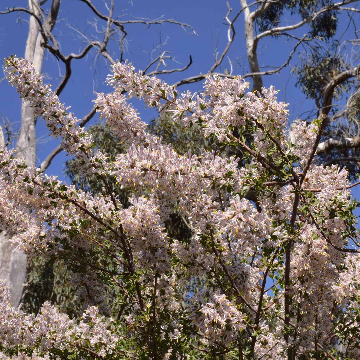 Wildflowers blooming, Eagle View Walk Trail, John Forrest National Park, Perth, Western Australia