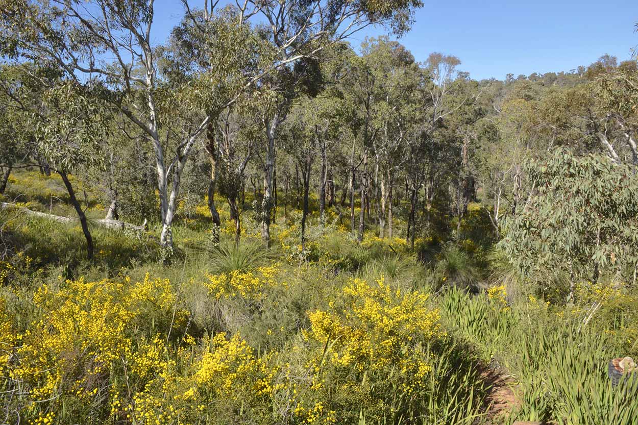 Wattle blooming, Eagle View Walk Trail, John Forrest National Park, Perth, Western Australia