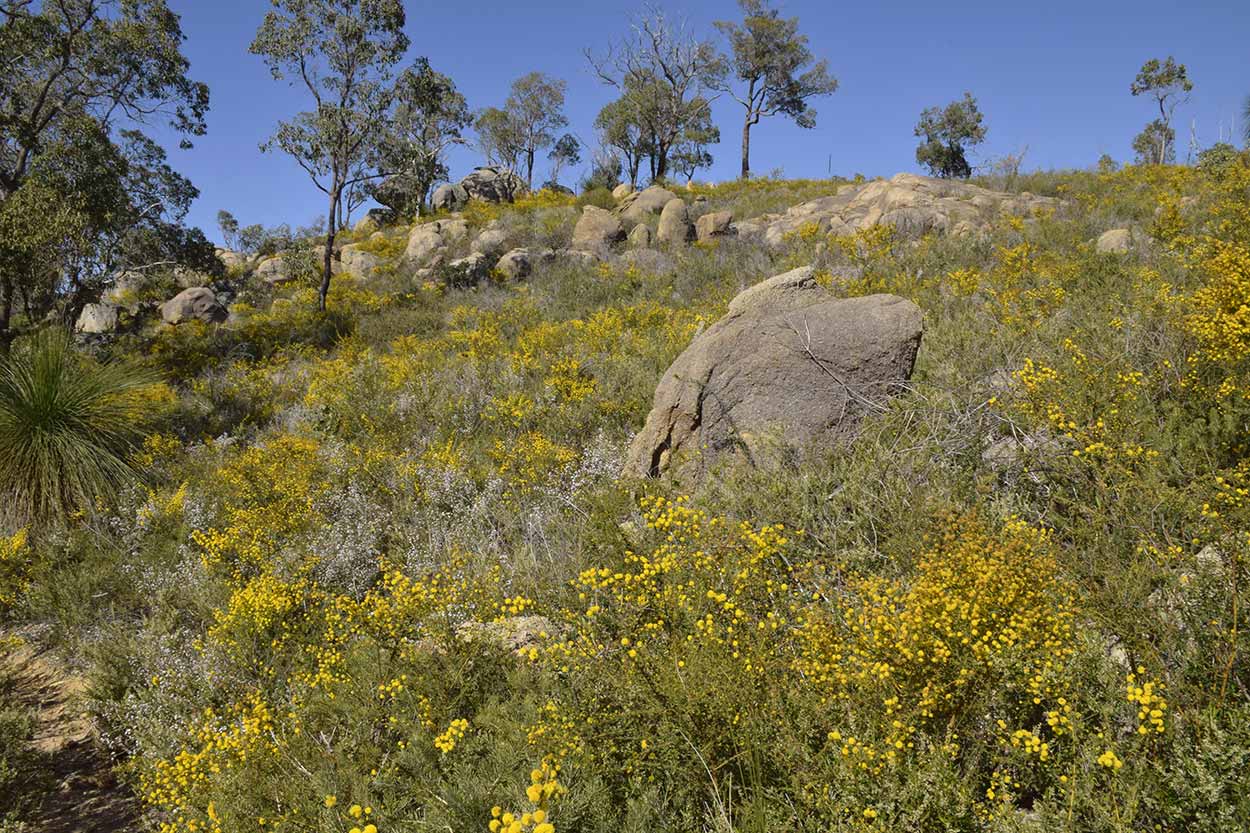 Wattle blooming near Christmas Tree Creek, Eagle View Walk Trail, John Forrest National Park, Perth, Western Australia