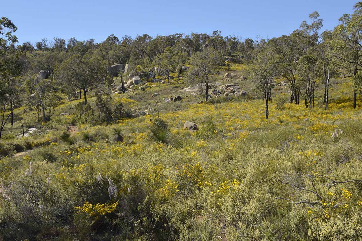 Wattle in bloom, Eagle View Walk Trail, John Forrest National Park, Perth, Western Australia