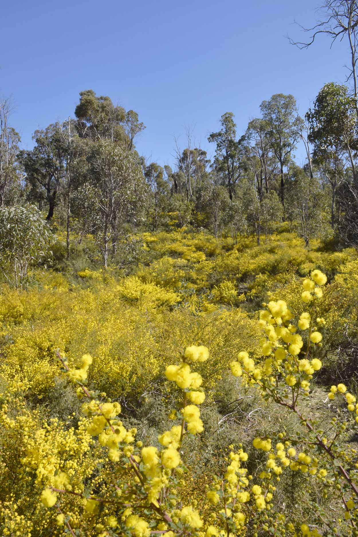 A mass of blooming wattle, Eagle View Walk Trail, John Forrest National Park, Perth, Western Australia