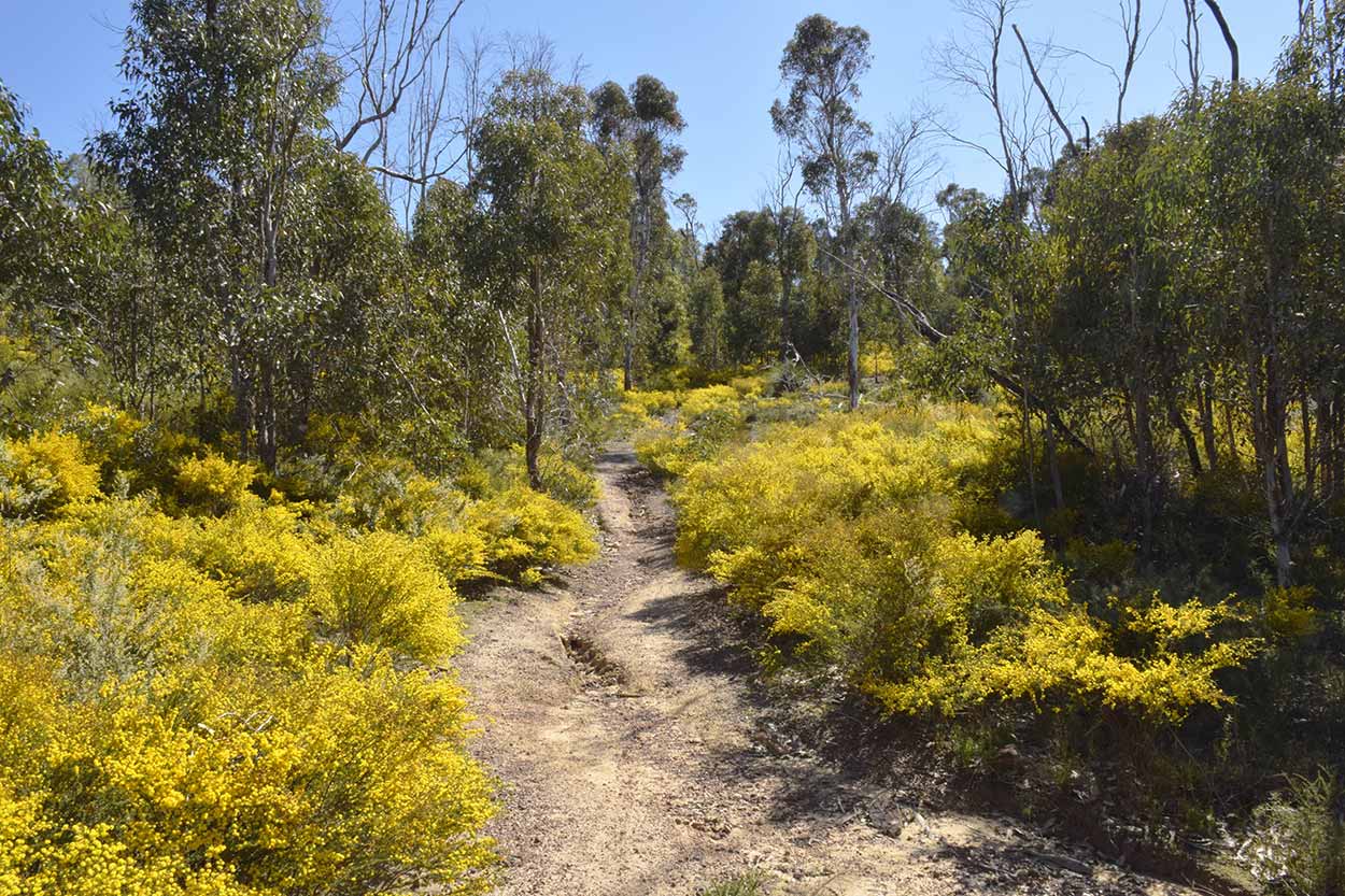 Yellow wattle in bloom beside the trail , Eagle View Walk Trail, John Forrest National Park, Perth, Western Australia