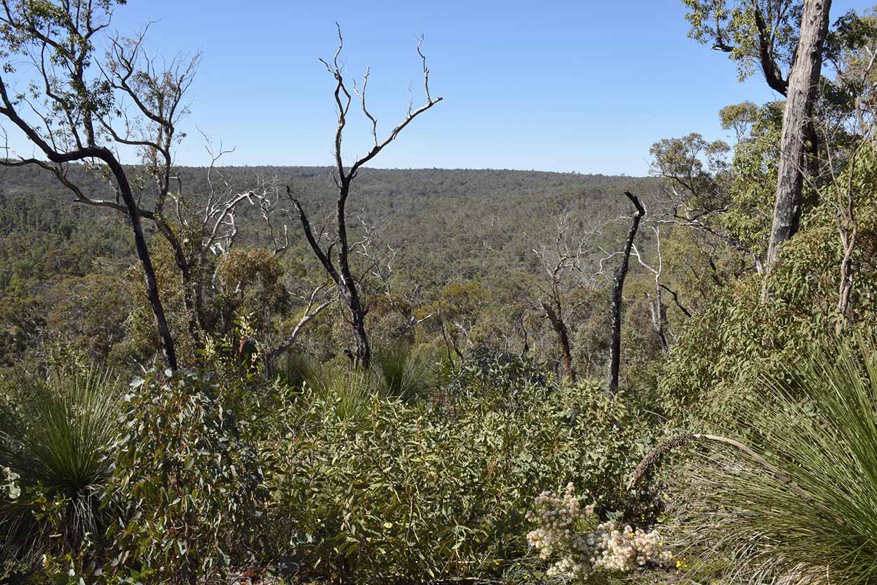 Bushland views, Eagle View Walk Trail, John Forrest National Park, Perth, Western Australia