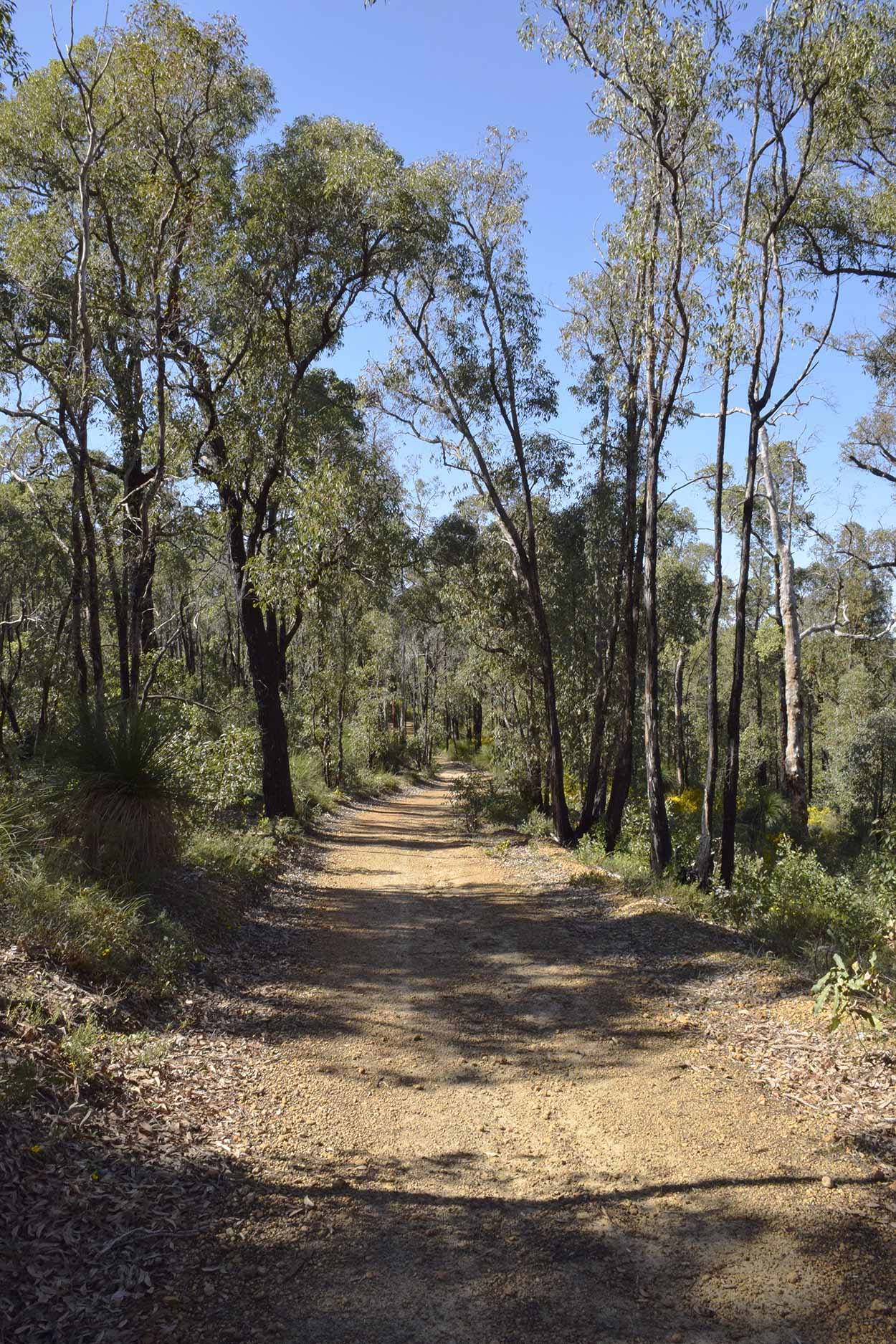 Bushwalking, Eagle View Walk Trail, John Forrest National Park, Perth, Western Australia