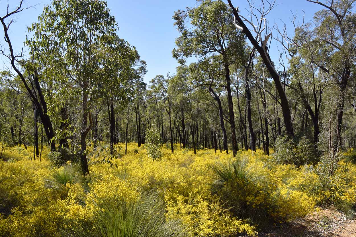 Yellow wattle in bloom, Eagle View Walk Trail, John Forrest National Park, Perth, Western Australia