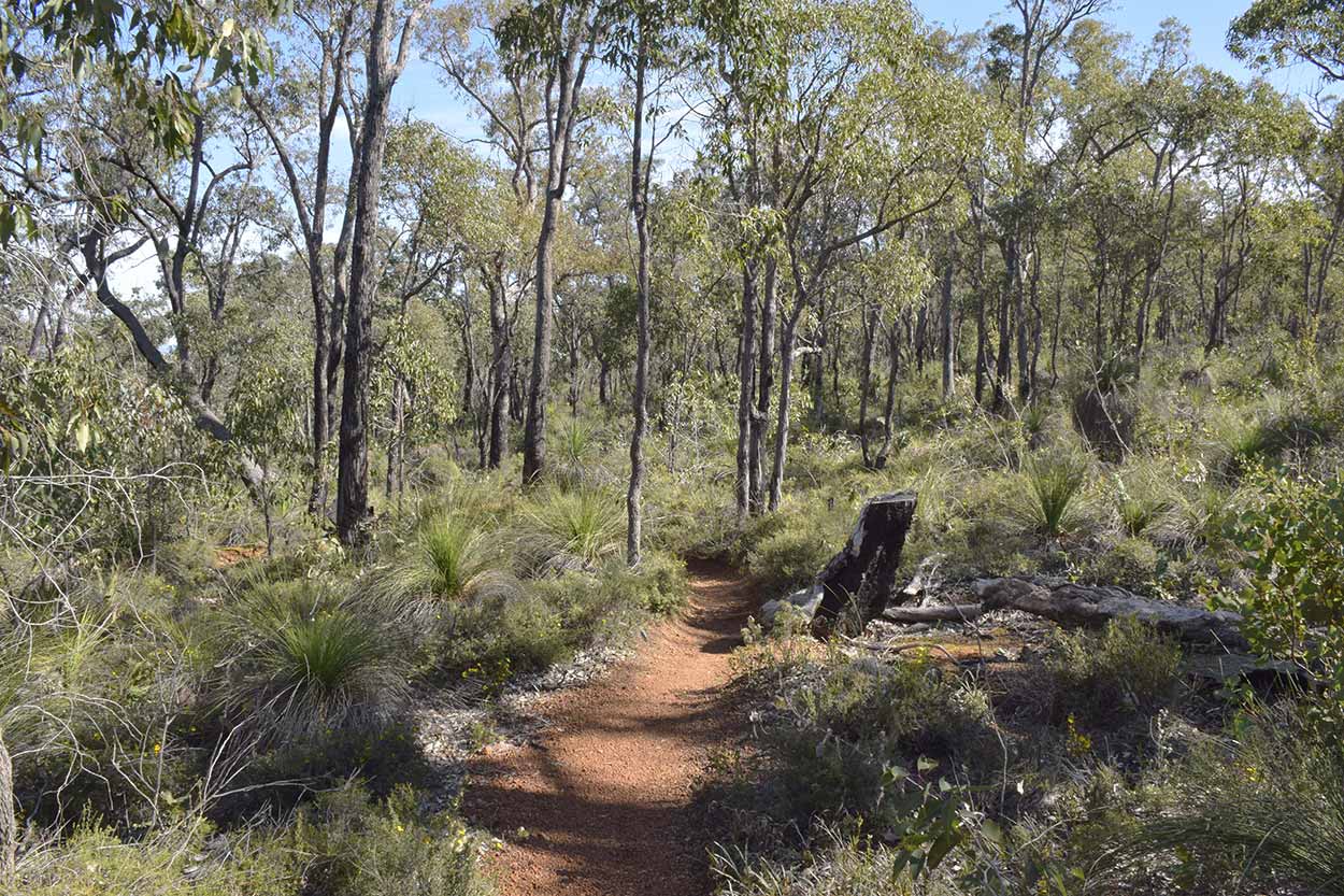 A bushland trail, Eagle View Walk Trail, John Forrest National Park, Perth, Western Australia