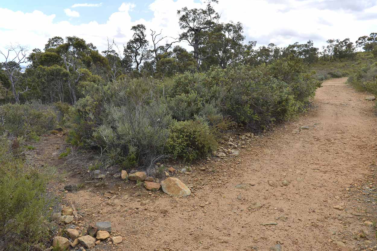 Another unmarked fork in the Road, Mundy Regional Park, Perth, Western Australia
