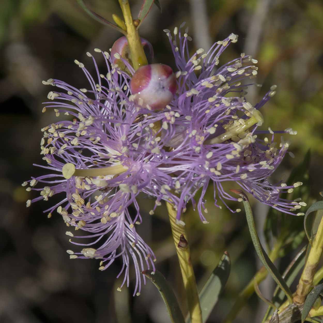 Spring blooms on the Palm Terrace Walk, Mundy Regional Park, Perth, Western Australia