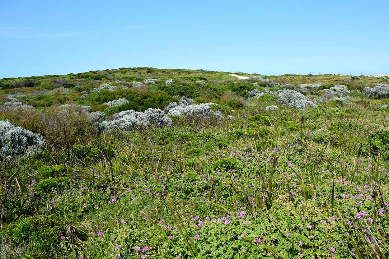 Wildflowers blooming, Point Peron, Rockingham, Perth, Western Australia