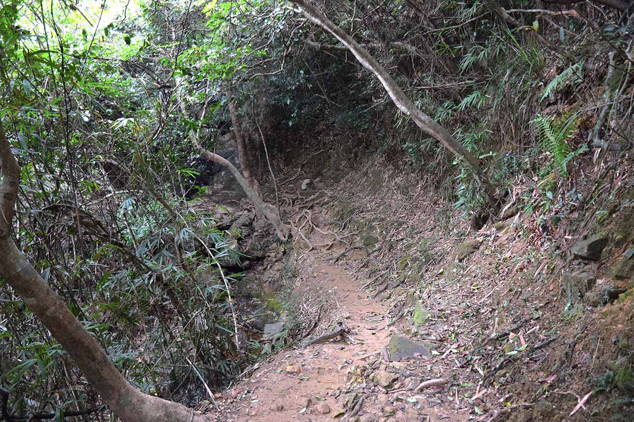 Trail in the Vegetation, Hong Kong Trail Section 8, China