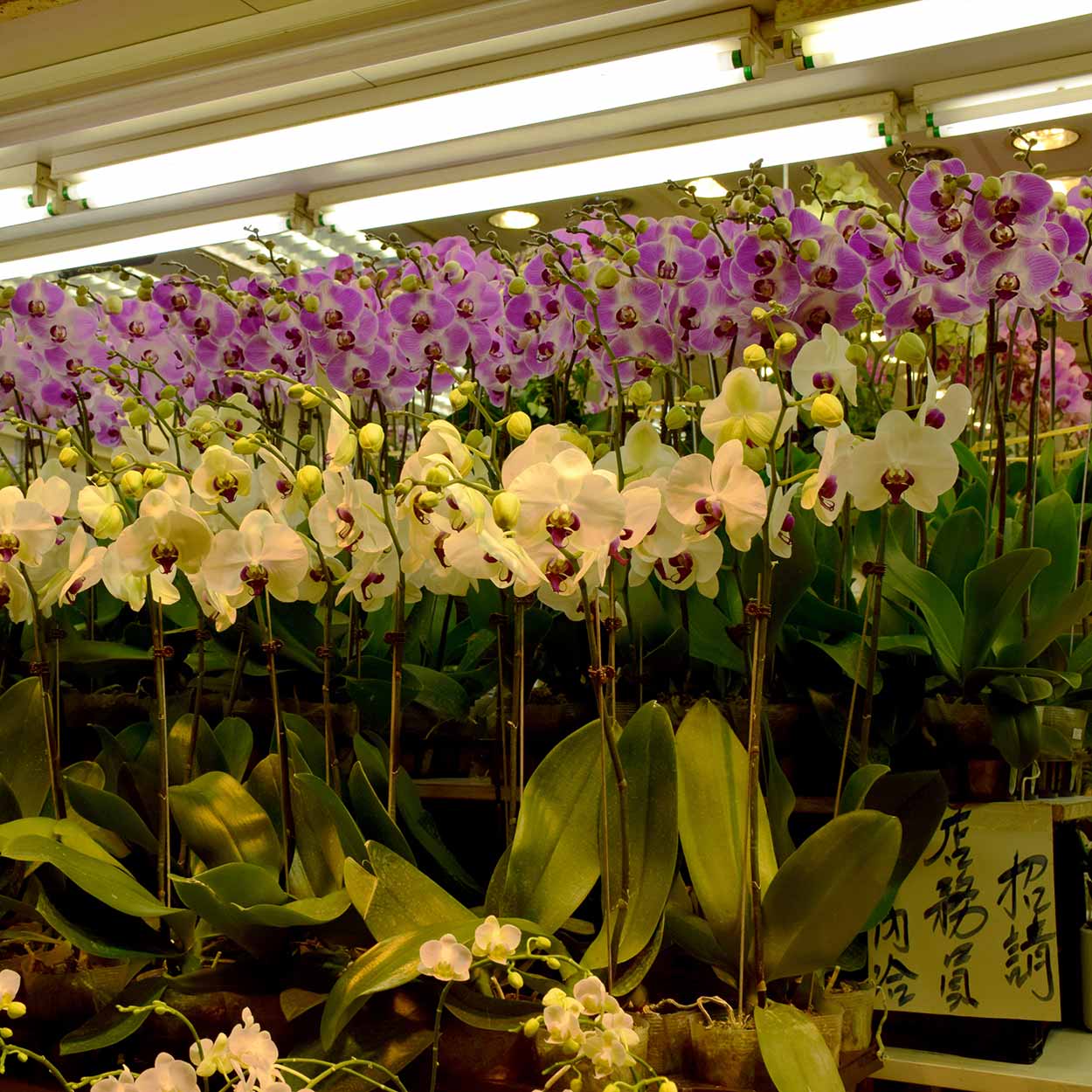 Orchids at the Flower Market, Mong Kok, Hong Kong, China