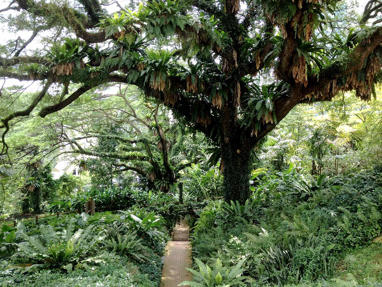 One of the massive trees providing shade in Fort Canning Park, Singapore
