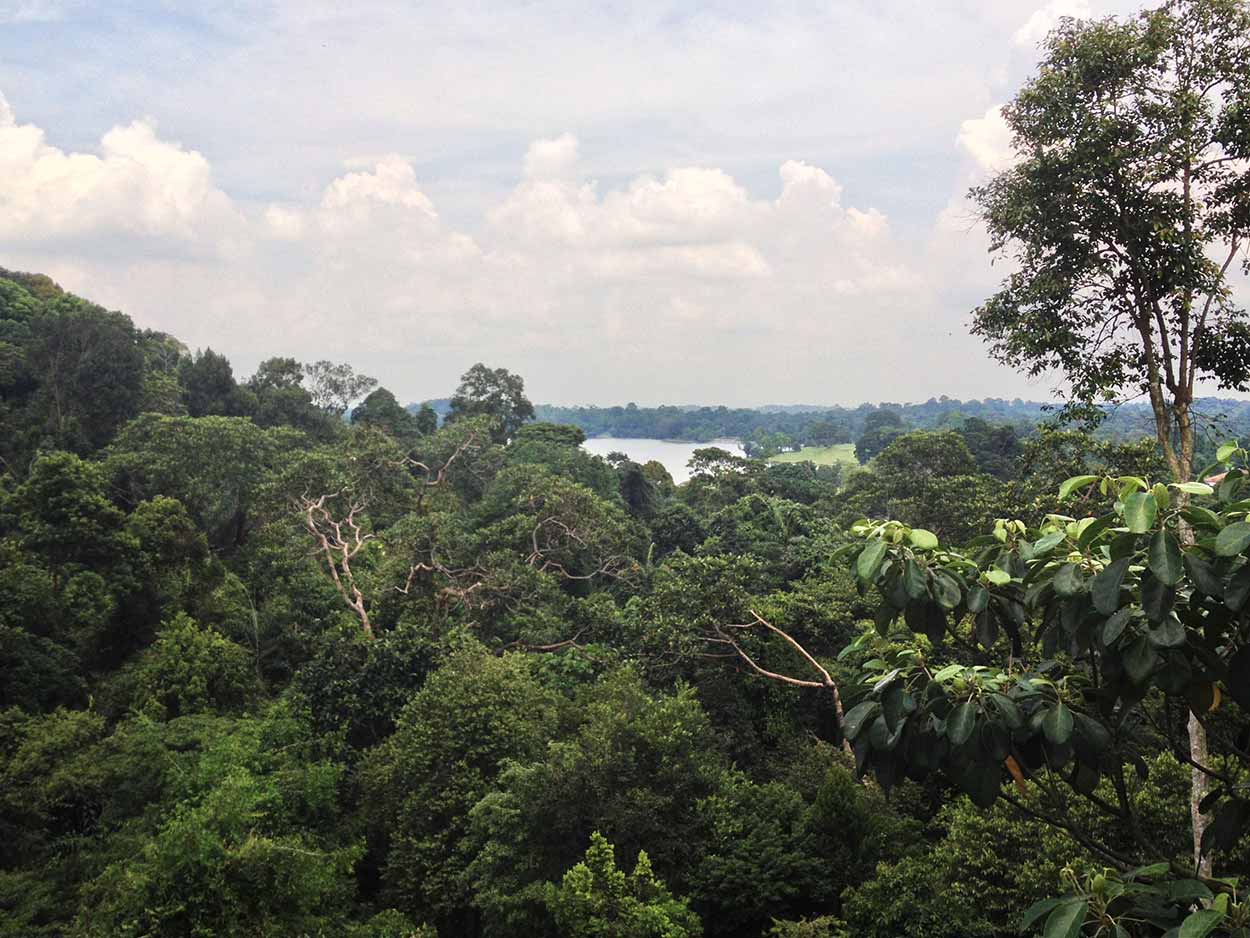 View from the TreeTop Walk, MacRitchie Reservoir Nature Reserve, Singapore
